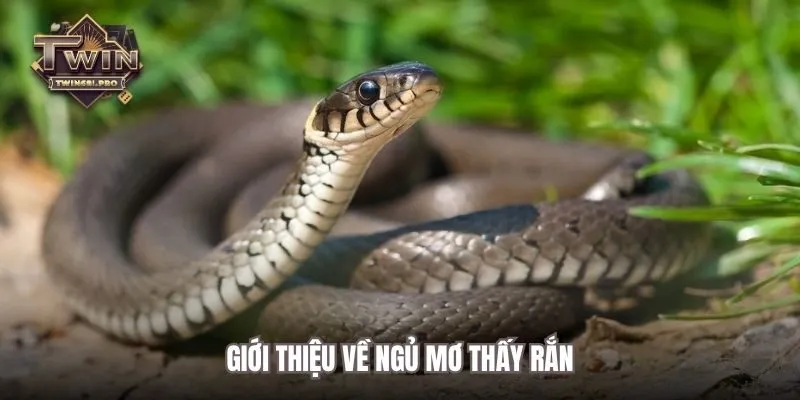 Giới thiệu về ngủ mơ thấy rắn